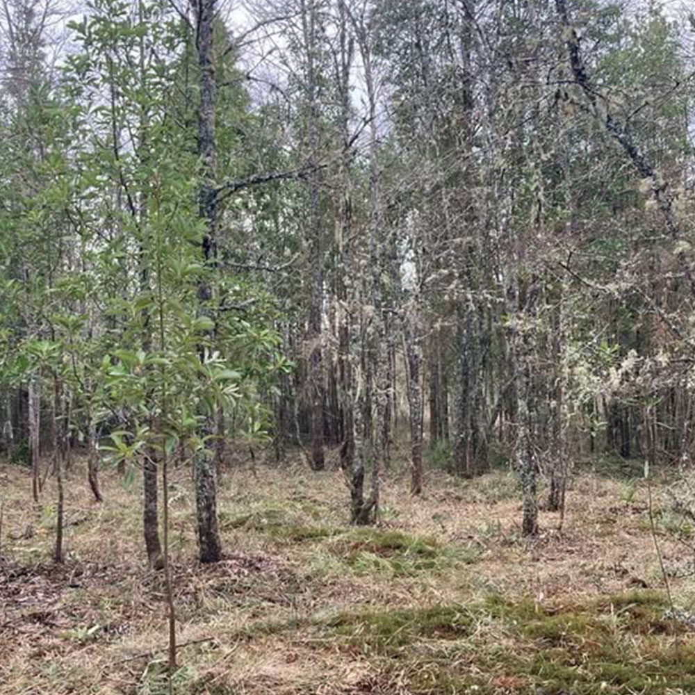 Proyecto Parcelas Puerto Octay - Imagen 2