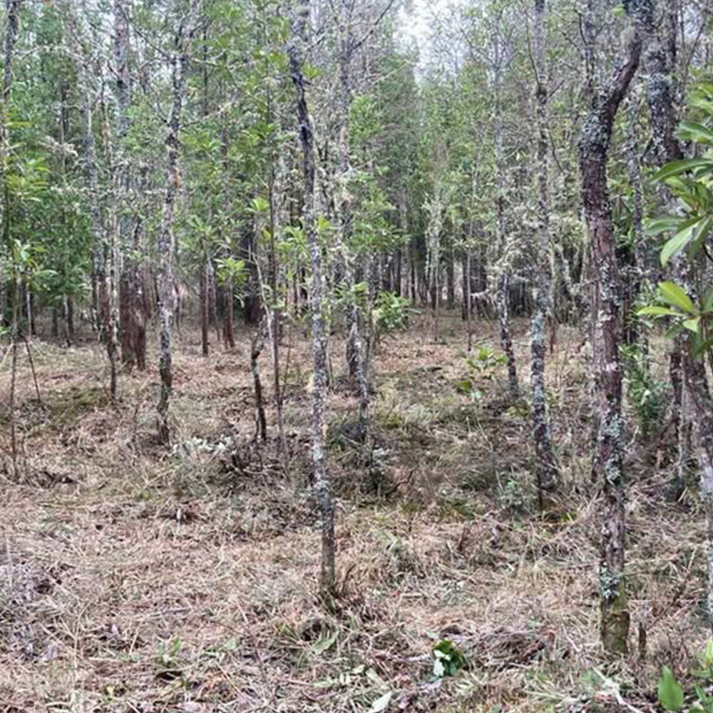 Proyecto Parcelas Puerto Octay - Imagen 3