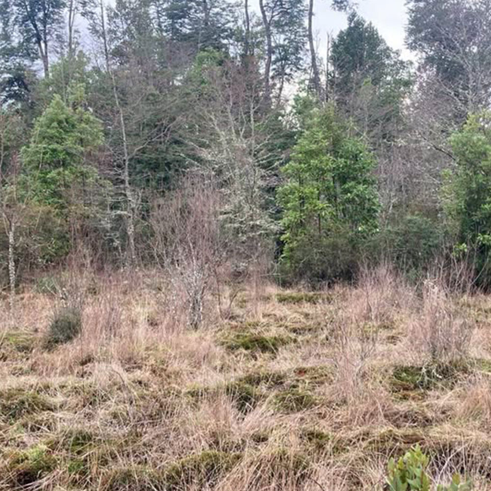 Proyecto Parcelas Puerto Octay - Imagen 4