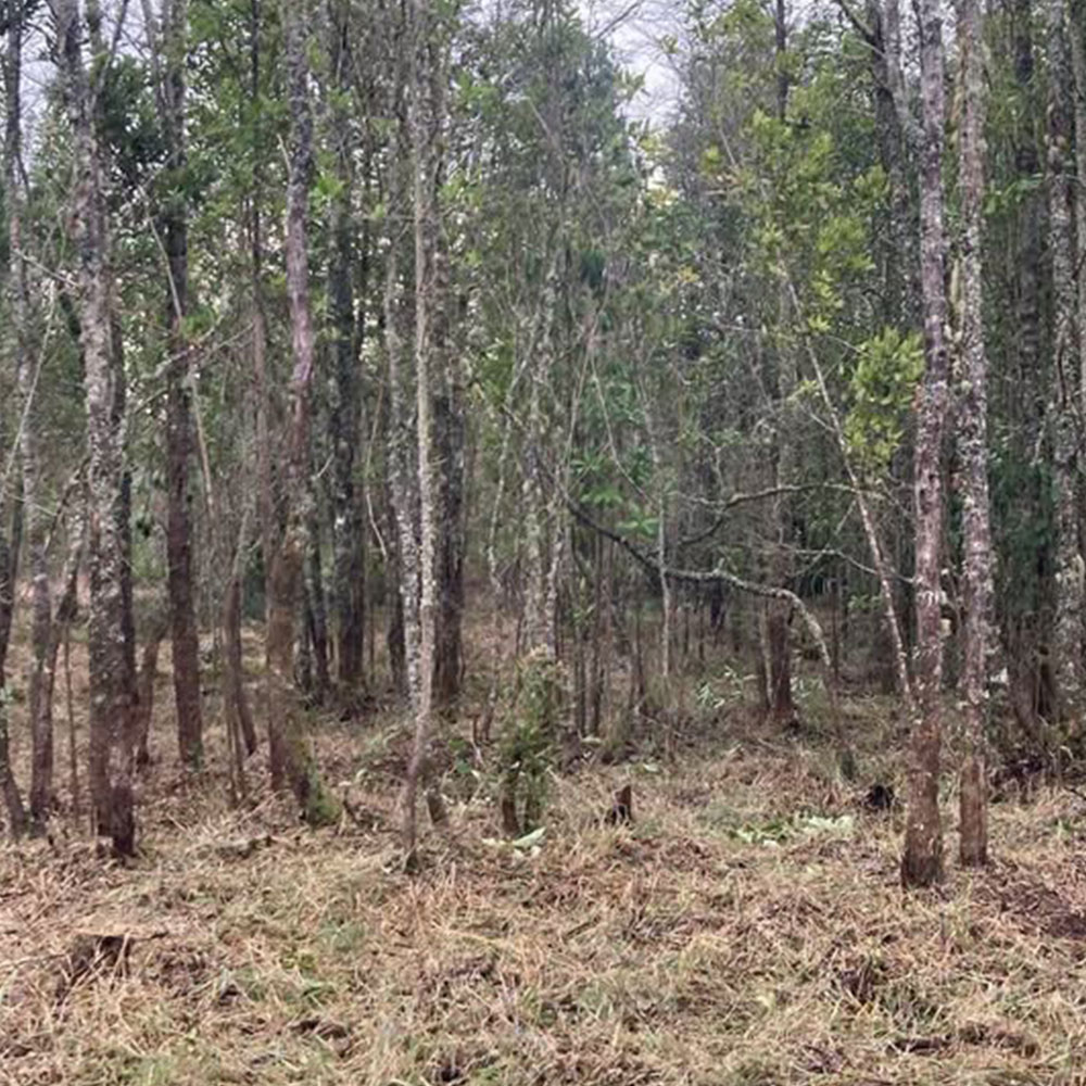 Proyecto Parcelas Puerto Octay - Imagen 5