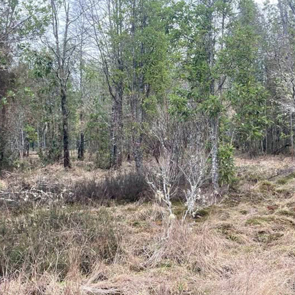 Proyecto Parcelas Puerto Octay - Imagen 6