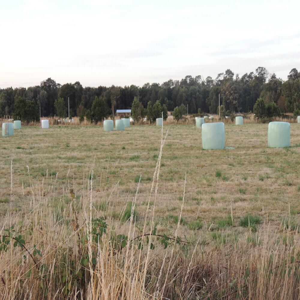 Parcela en Puerto Octay - Imagen 6