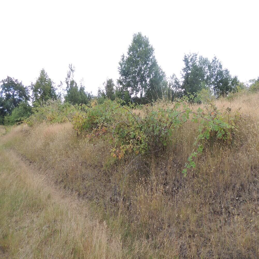 Campo Agrícola en San Juan de la Costa - Imagen 8