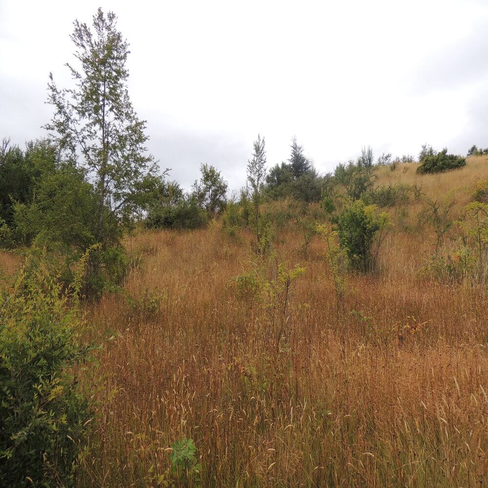 Campo Agrícola en San Juan de la Costa - Imagen 15