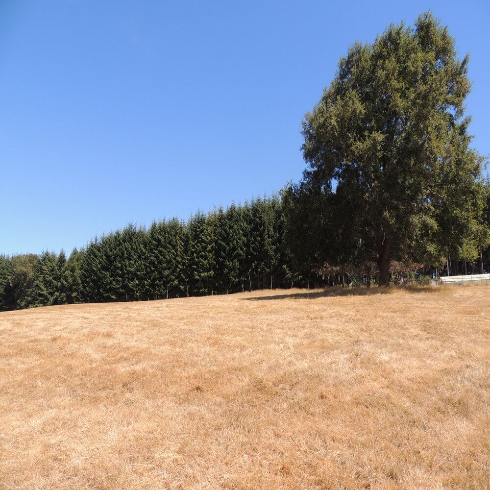 Campo Agrícola Sector la Naranja, Purranque - Imagen 14