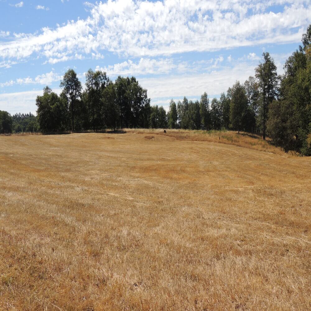 Campo Agrícola Sector la Naranja, Purranque - Imagen 5
