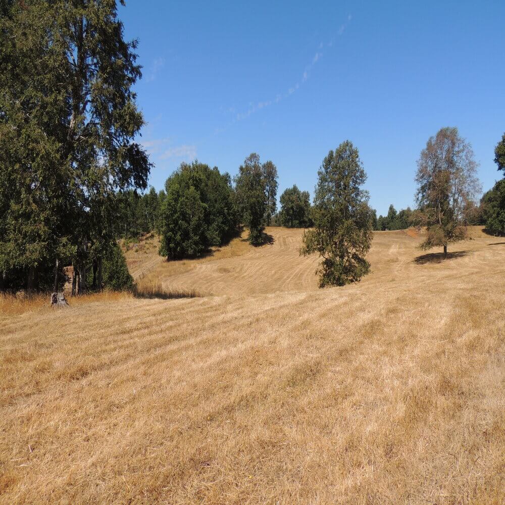 Campo Agrícola Sector la Naranja, Purranque - Imagen 13