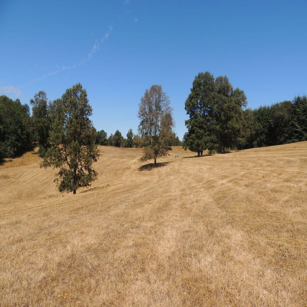 Campo Agrícola Sector la Naranja, Purranque - Imagen 12