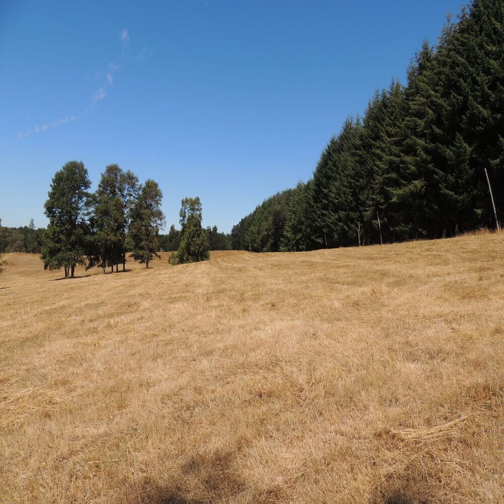 Campo Agrícola Sector la Naranja, Purranque - Imagen 11