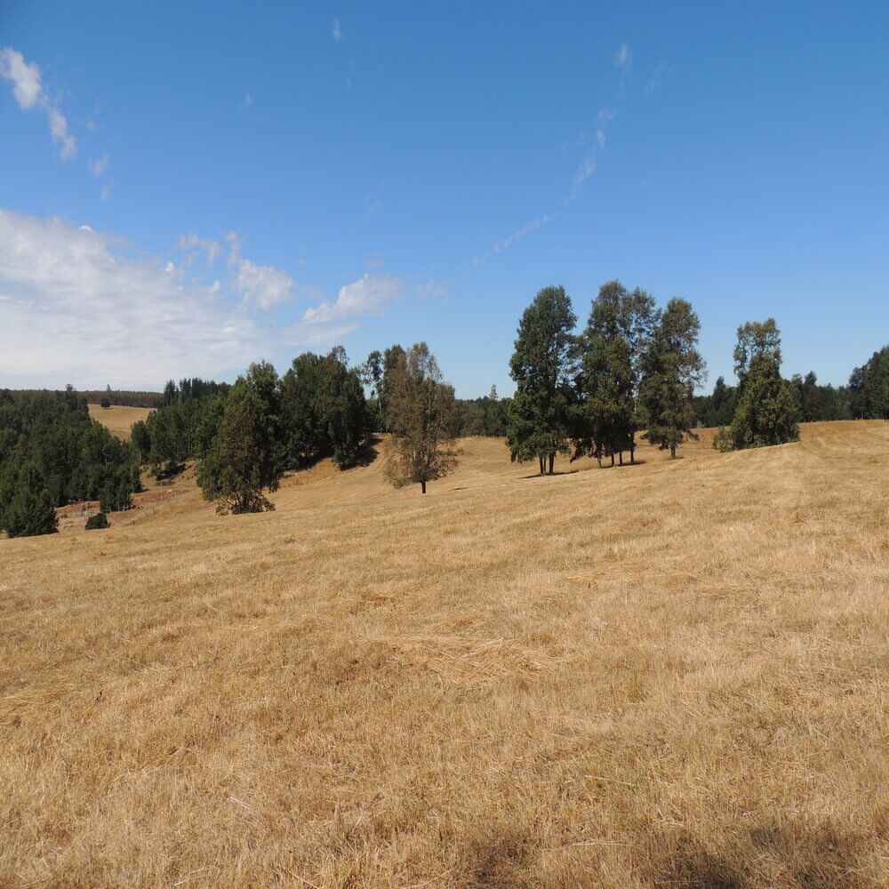 Campo Agrícola Sector la Naranja, Purranque - Imagen 10