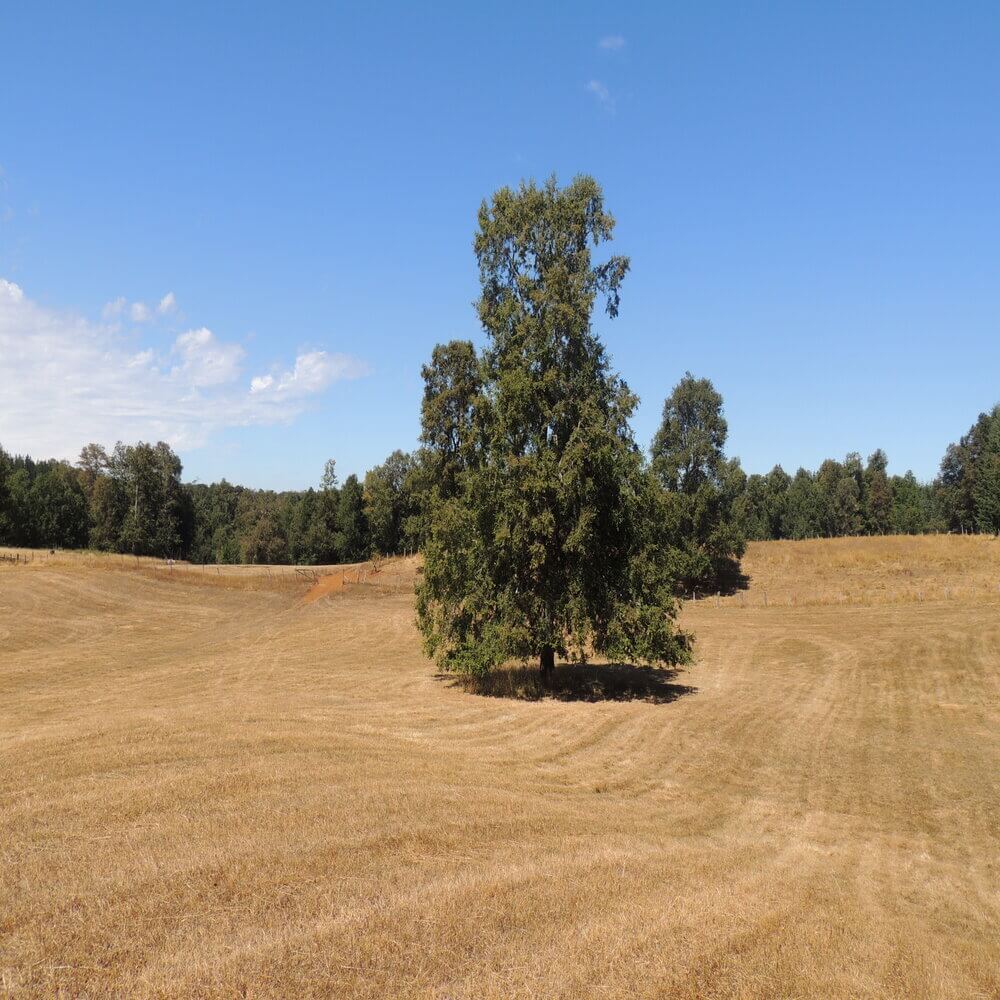 Campo Agrícola Sector la Naranja, Purranque - Imagen 8