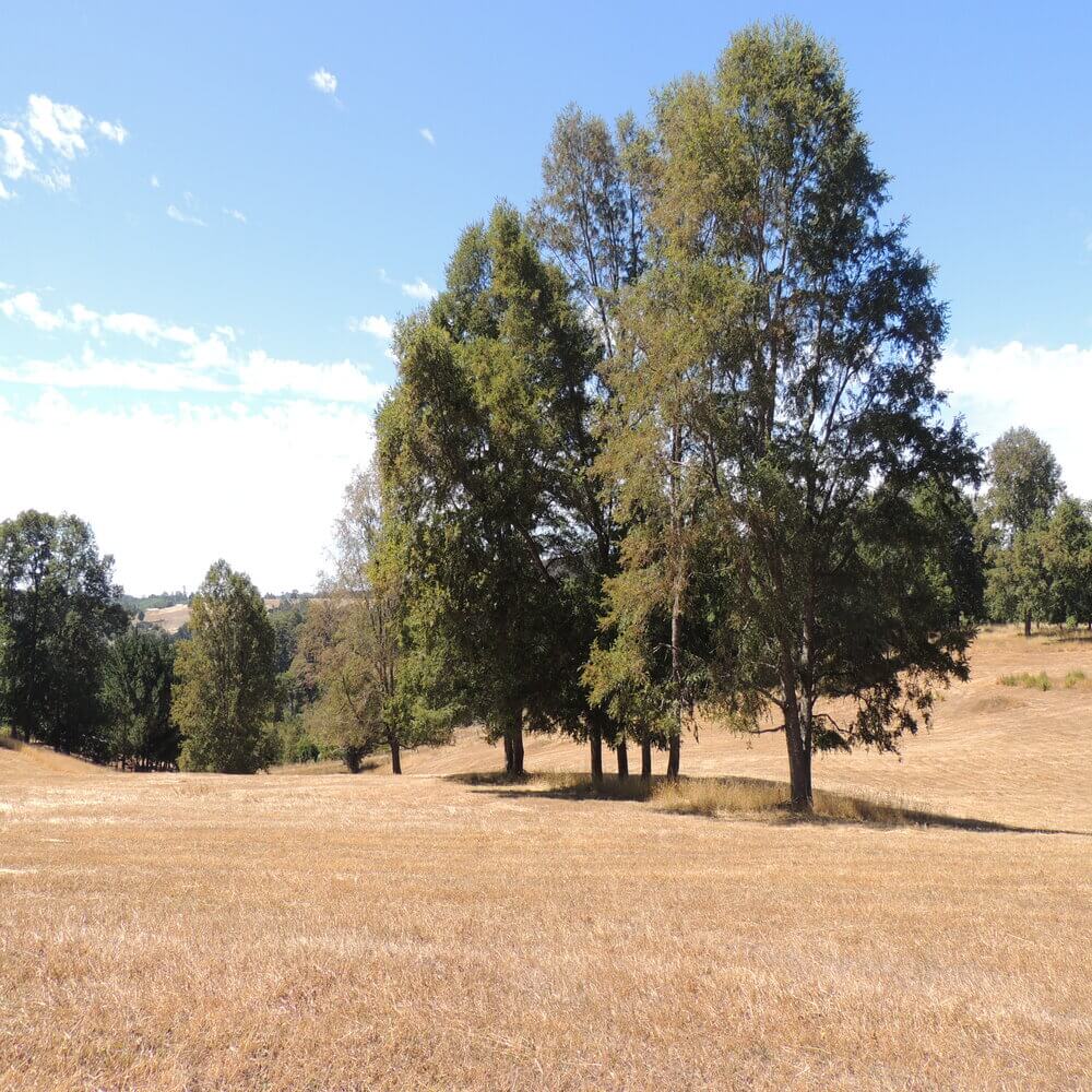 Campo Agrícola Sector la Naranja, Purranque