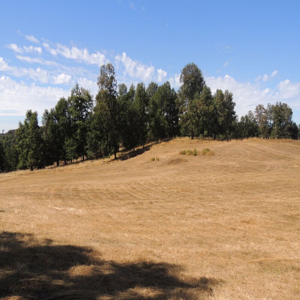 Campo Agrícola Sector la Naranja, Purranque - Imagen 6