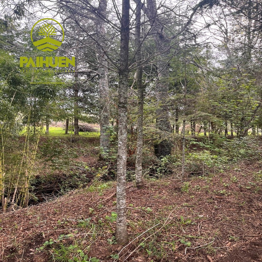 Amplia Parcela de 5.000 m² en Sector Conquil – Villarrica - Imagen 4