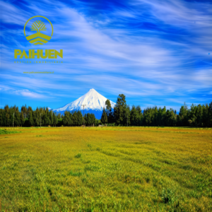Parcelas de 5.000 m² en La Parva | Villarrica